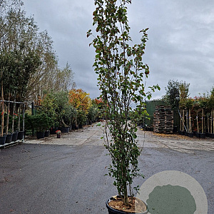 Parrotia persica Persian Spire 250-300 cm cont. 70L