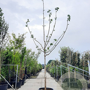 Paulownia tomentosa 200 cm stam container 20-25 leiboom