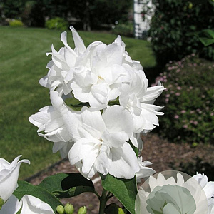 Philadelphus 'Snowgoose' 25-30 cm 2,0L