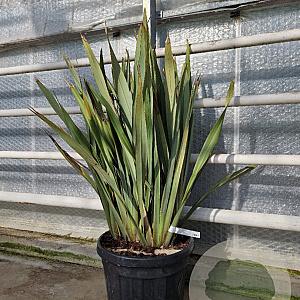 Phormium tenax 80-100 cm 35L