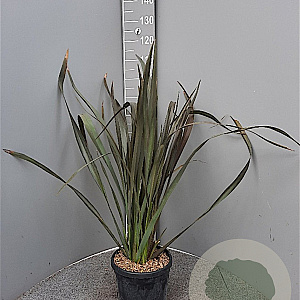Phormium tenax 'Purpureum' 80-100 cm 10L