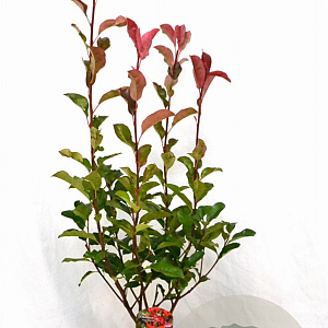 Photinia fraseri 'Camilvy' 40-50 cm 5,0L