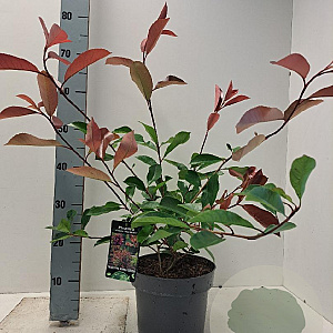 Photinia fraseri 'Red Robin' 60-80 cm 5,0L