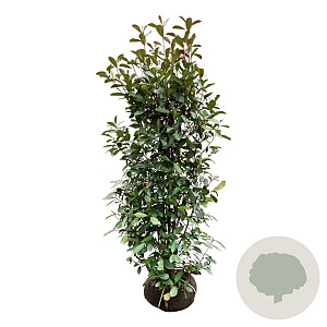 Photinia fraseri 'Red Robin' 150-175 cm met kluit extra