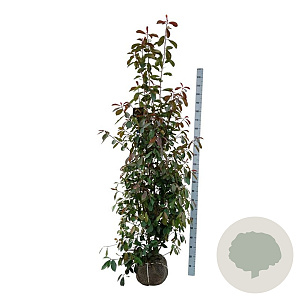 Photinia fraseri 'Red Robin' 175-200 cm met kluit extra