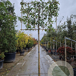 Photinia fraseri 'Red Robin' 180 cm stam container 20-25 lei 150x120