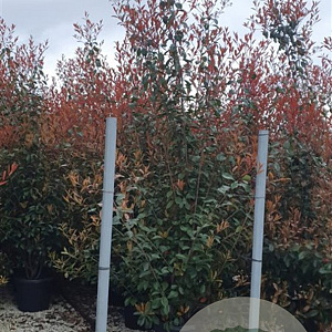 Photinia fraseri 'Red Robin' 250-300 cm 45L