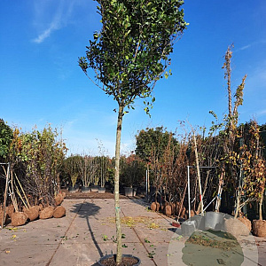 Photinia fraseri 'Red Robin' 200 cm stam container 20-25 leiboom