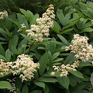 Rodgersia sambucifolia 'Mountain select' GM P9