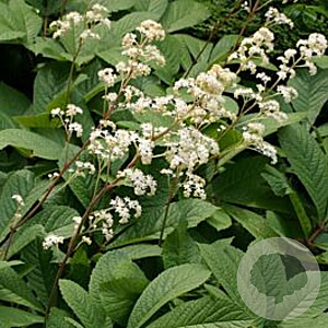 Rodgersia sambucifolia 'Rotstiel' GM P9