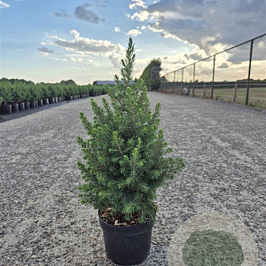 Picea gl. 'Conica' 25-30 cm 2,0L