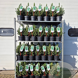 Picea gl. 'Conica' 30-40 cm 3,0L