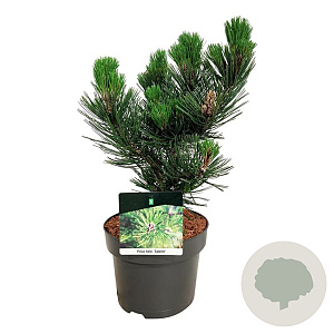 Pinus heldreichii 'Satellit' 25-30 cm