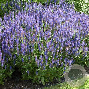 Salvia nemorosa 'BlauhÃ¼gel' GM P9