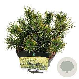 Pinus mugo 'Ophir' 20-25 cm