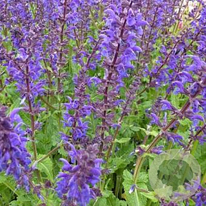 Salvia nemorosa 'Viola Klose' GM P9