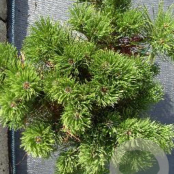 Pinus mugo pumilio 25-30 cm 3,0L
