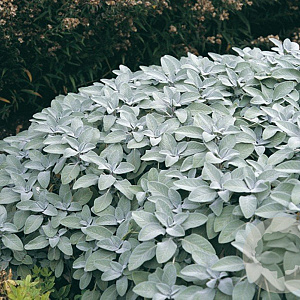 Salvia officinalis 'Berggarten' GM P9