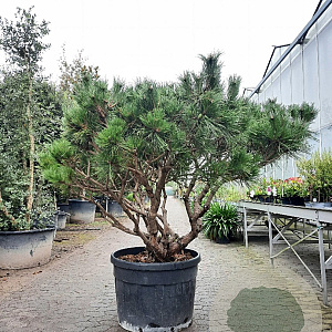Pinus nigra Brepo 100-125 cm container piramide