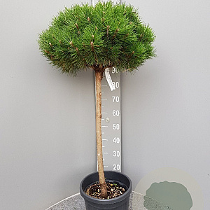 Pinus nigra Brepo 80 cm stam container kroon 100-125