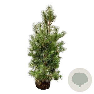 Pinus nigra nigra 175-200 cm draadkluit extra