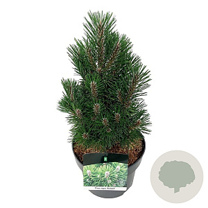 Pinus nigra 'Richard' 25-30 cm