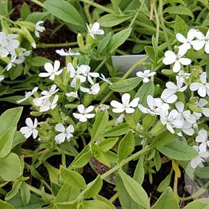 Saponaria ocymoides 'Alba' GM P9