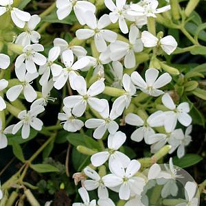 Saponaria ocymoides 'Snow Tip' GM P9