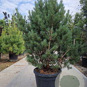 Pinus sylvestris 125-150 cm cont. 90L solitair