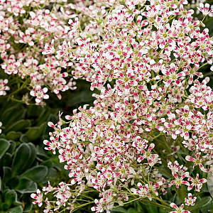 Saxifraga cotyledon 'Southside Seedl. ' GM P9