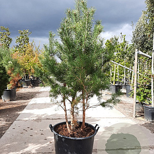 Pinus sylvestris 175-200 cm container meerstammig