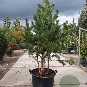 Pinus sylvestris 175-200 cm container meerstammig