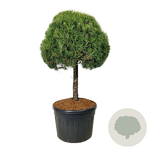 Pinus sylvestris 80 cm stam cont. 180L 90-100 diameter