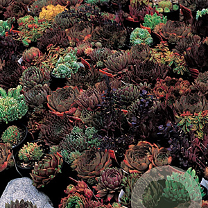 Sempervivum mixed GM P9