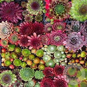Sempervivum mixed GM P9