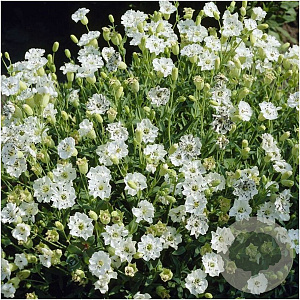 Silene maritima GM P9