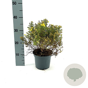 Potentilla f. 'Kobold' 25-30 cm 2,0L