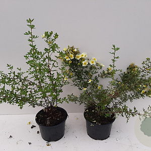 Potentilla f. 'Limelight' 30-40 cm C1.5