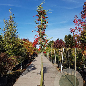 Pyracantha coccinea 120 cm stam container 14-16