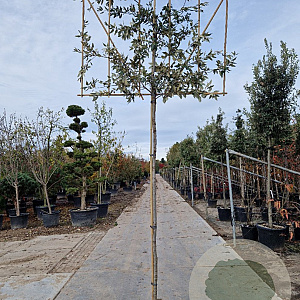 Quercus ilex 10-12 cm container LEIVORM 200 cm stam