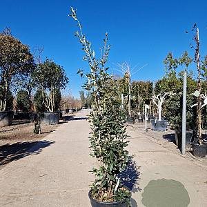 Quercus ilex 125-150 cm 18L