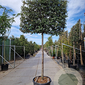 Quercus ilex 180 cm stam container 20-25 lei 150x120