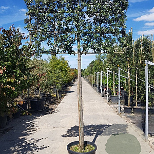Quercus ilex 180 cm stam container 16-18 lei 180x120
