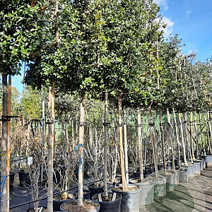 Quercus ilex 180 cm stam container 16-18 lei 180x120