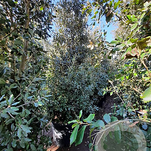 Quercus ilex 300-350 cm container meerstammig