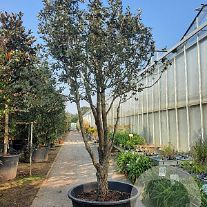 Quercus ilex 300-350 cm container meerstammig struik