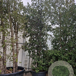 Quercus ilex 500-550 cm container meerstammig