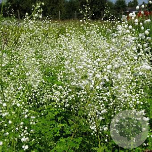 Thalictrum delavayi 'Splendide White' GM P9
