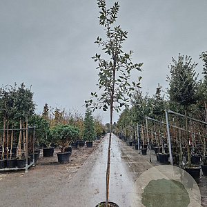 Quercus ilex 160 cm stam container 6-8