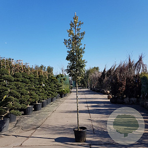 Quercus ilex 160 cm stam container 6-8